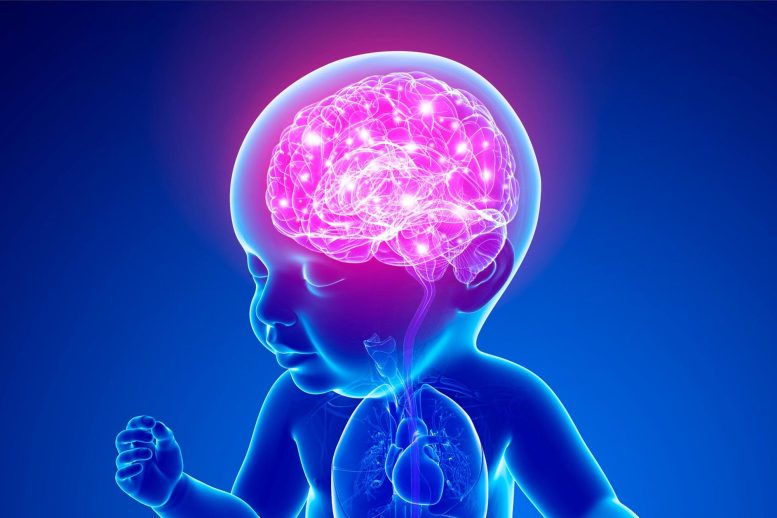 Infant Baby Brain Illustration