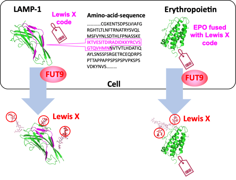 Paving the Way for Development of Biopharmaceuticals