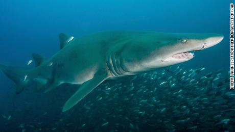 Off the coast of North Carolina, a sand tiger shark swims above cigar minnows. Bait fish are abundant, thanks to warm ocean currents from the Gulf Stream, said Gavin Naylor of the University of Florida.