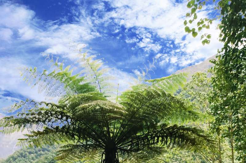 Tree fern genome provides insights into its evolution