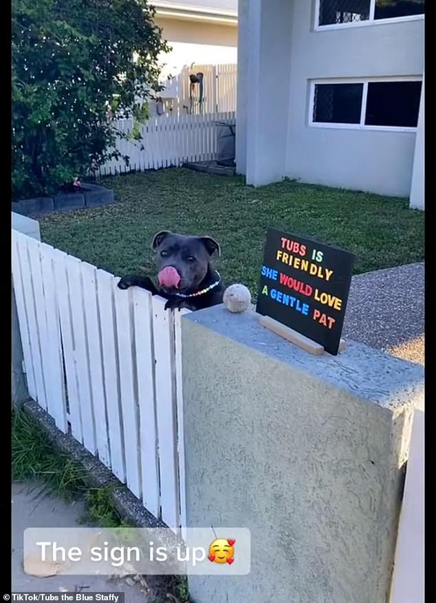 Tubs the staffy struggles to contain her excitement after owners put up sign saying she likes pats