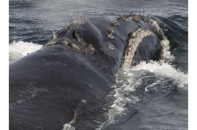 US agency studies rare whale habitat expansion request