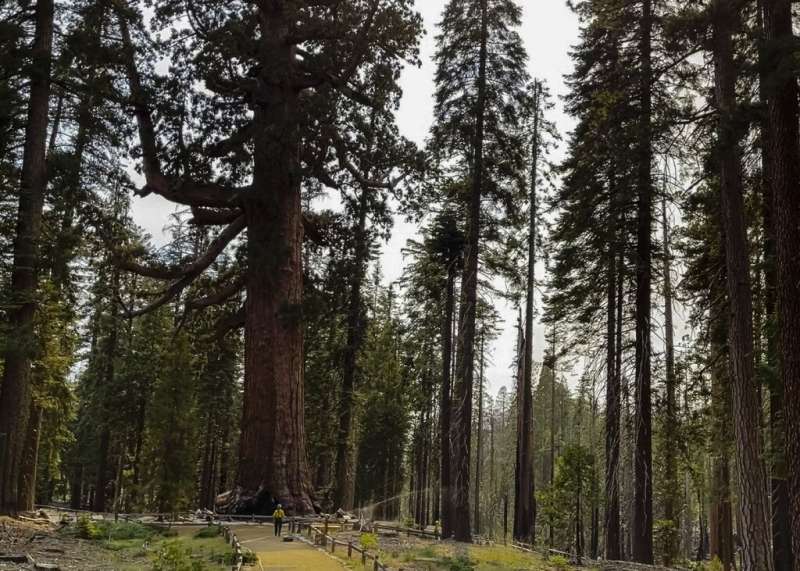 The Mariposa Grove of rare giant sequoia trees is threatened by wildfire in Yosemite National Park in California