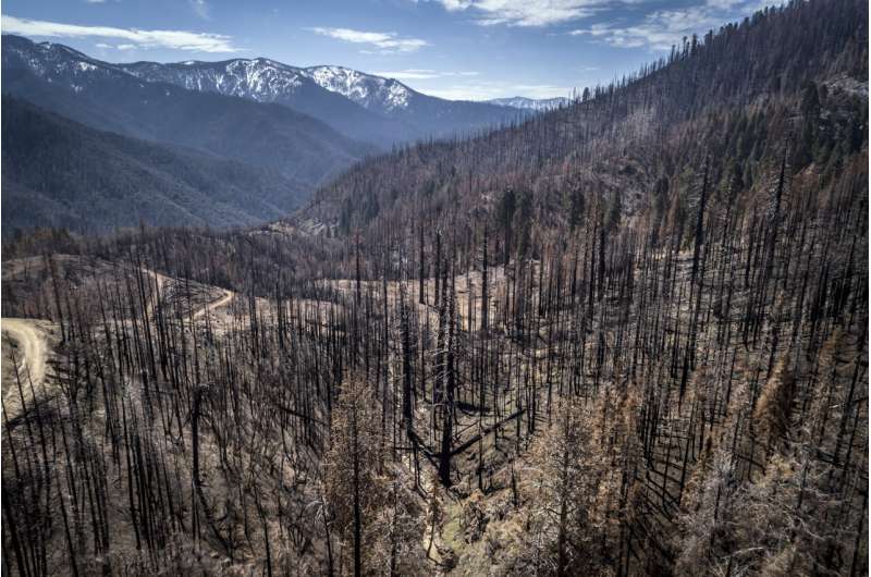 US to plant more trees as climate change kills off forests