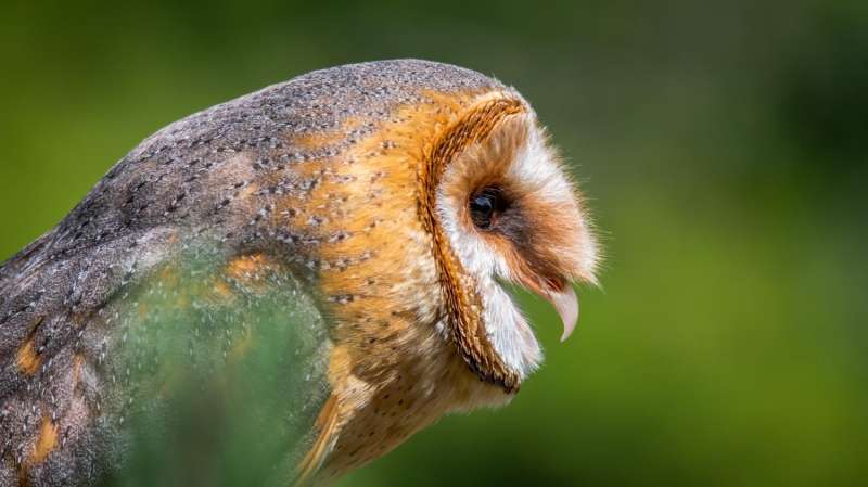 Barn owl