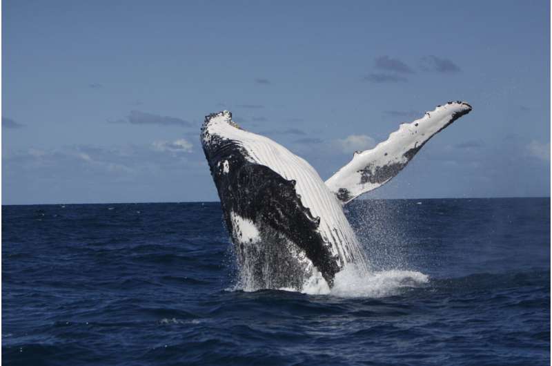 Whales learn songs from each other in a cultural 'deep dive'