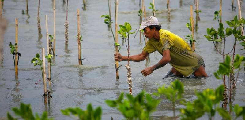 Climate change: why we can't rely on regrowing coastal habitats to offset carbon emissions