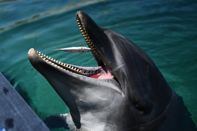 Japan beachgoers warned over biting dolphin