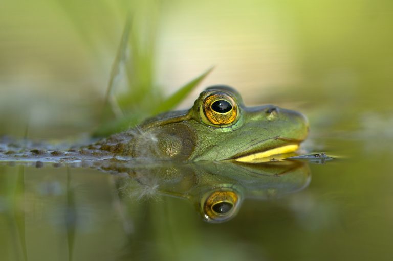 Costs of amphibian and reptile invasions exceeded US$17 billion between 1986 and 2020