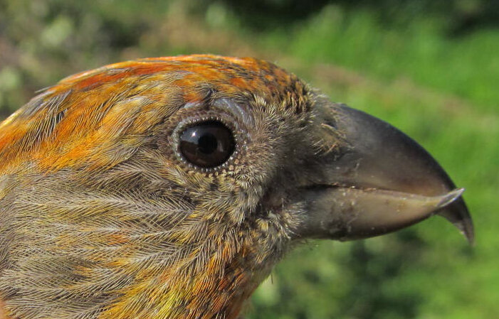 Birds warned of food shortages by neighbor birds change physiology and behavior to prepare