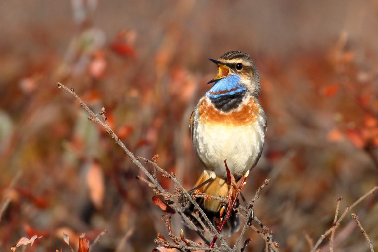 Birdwatching brings millions of dollars to Alaska