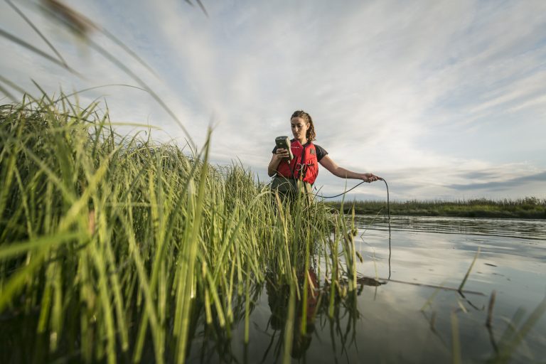 Bold, sustained action can revitalize wild Pacific salmon in the Fraser