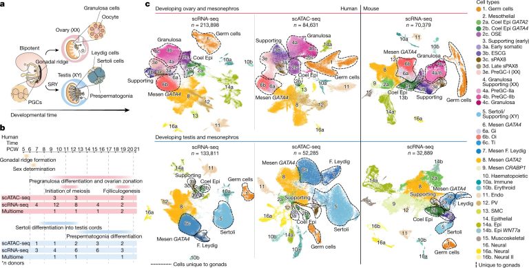 Cell map of human gonads identifies the cells involved in sex determination