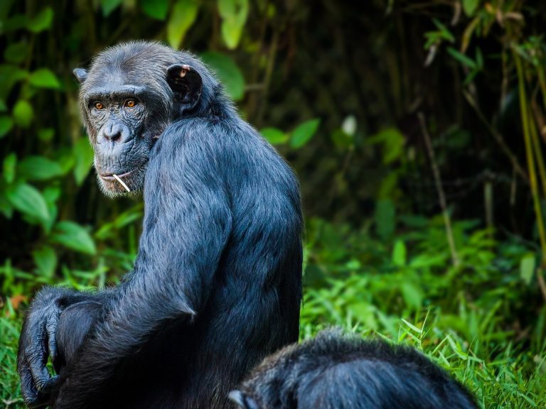 Chimpanzee mothers may grieve loss of their young