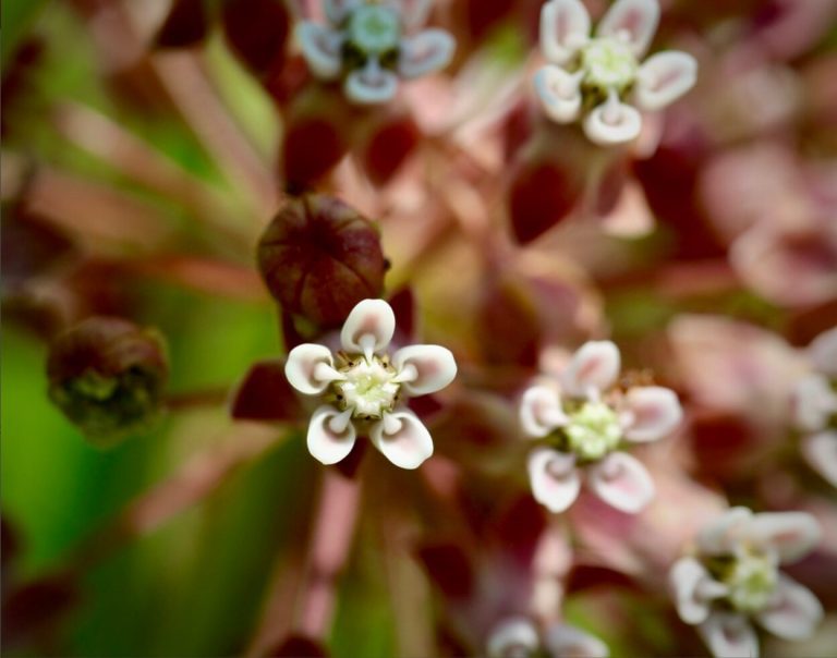 Citizen scientists from 200 years ago and today help shed light on climate change trends