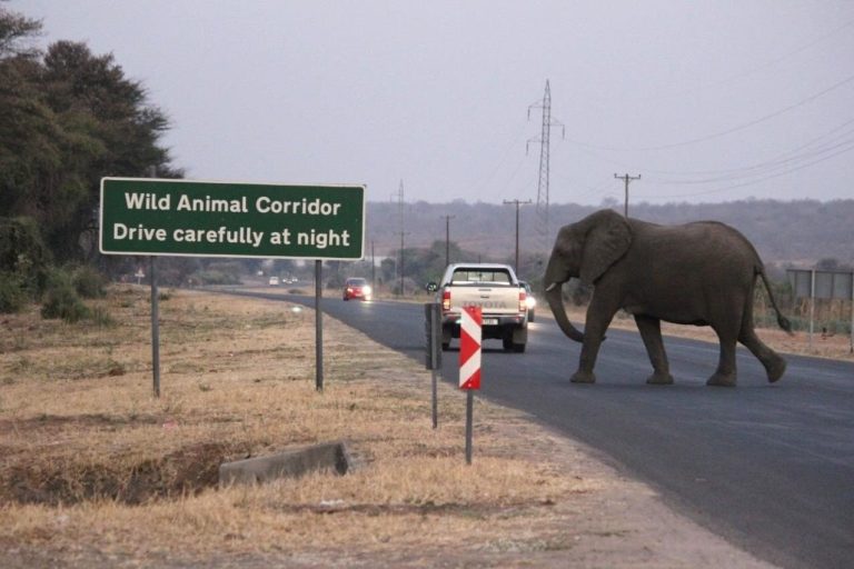 City life or farm life? When elephants adapt to different human development