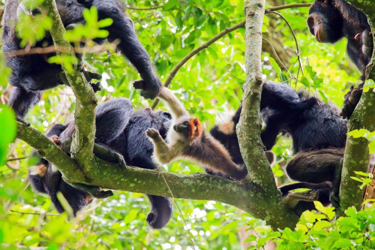 Communication makes hunting easier for chimpanzees