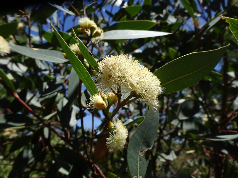 Critically endangered tree gets frisky in ‘desperate’ attempt for survival