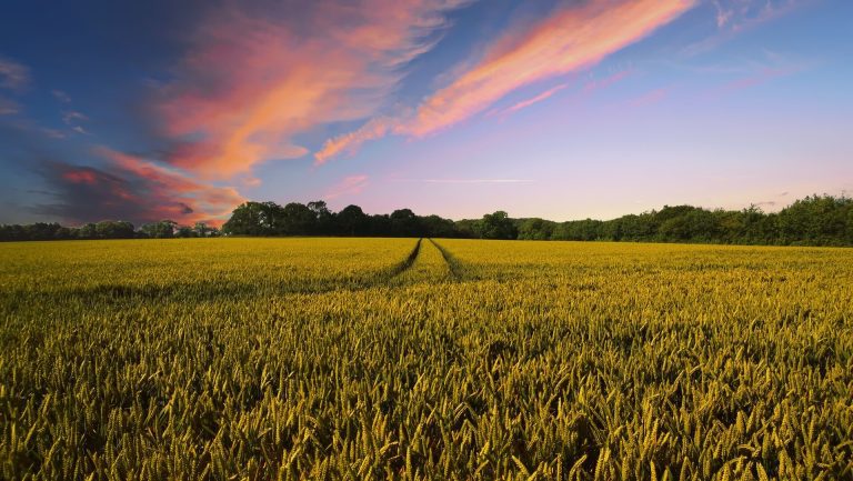 Researchers use science of light to reduce pesticides used to protect crops from pests and diseases