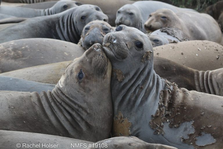 Data from elephant seals reveal new features of ‘the Blob’ marine heatwave