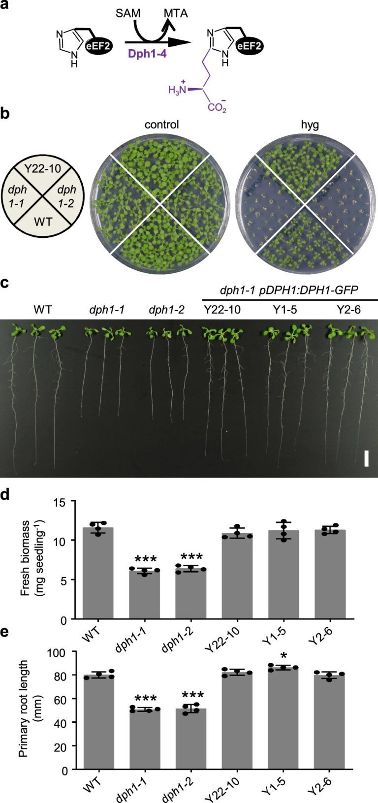 Diphthamide is an Achilles heel shared by both plants and animals