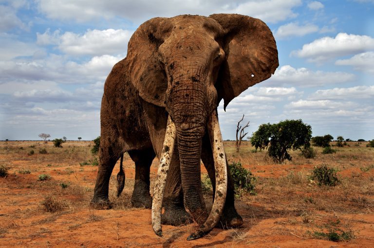 Elephant genes could hold the key to avoiding cancers