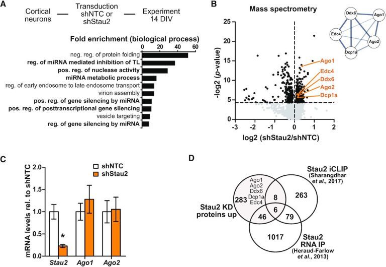 Exploring how Staufen and Argonaute proteins interact with each other