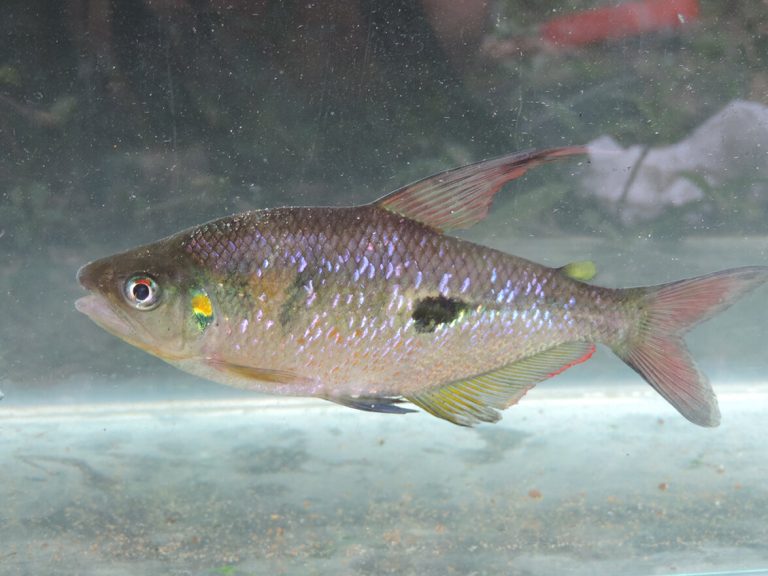 Genome of tropical freshwater fish may reveal conservation clues