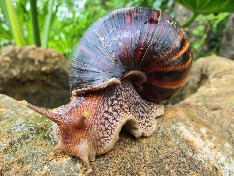 Here come giant African land snails