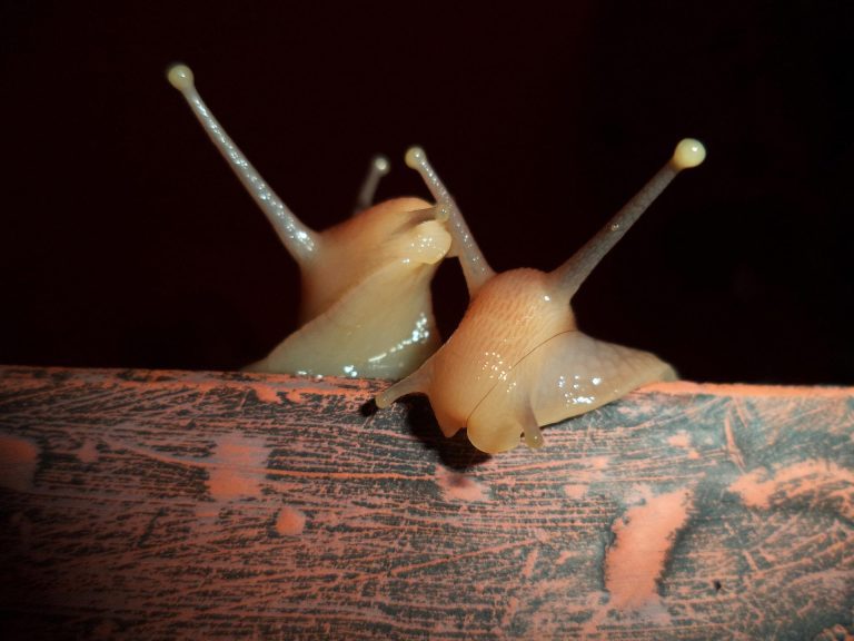 More than 1,000 invasive giant African snails captured in Florida