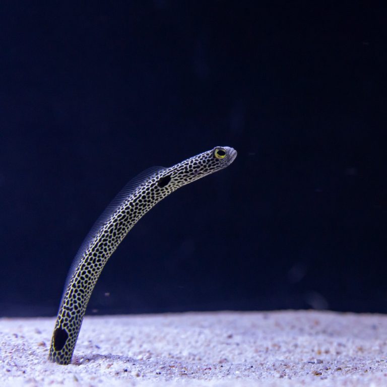 Scientists reveal garden eels’ unique way of feeding