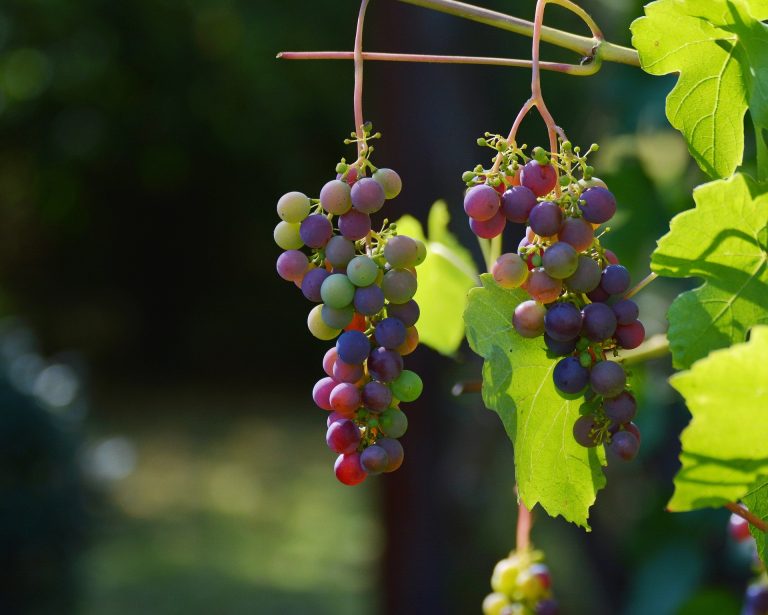 Delaying grapes from ripening results in more flavorsome wine