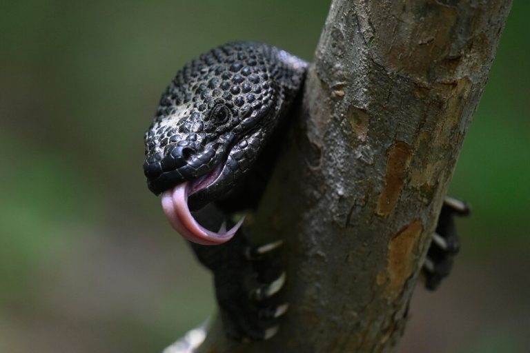 Saving Guatemala’s poisonous ‘Sleeping Child’ lizard