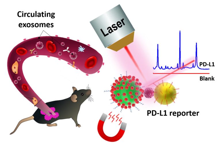 Highly-sensitive SERS probes developed to detect the PD-L1 biomarker