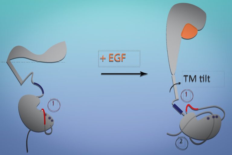 How a shape-shifting receptor influences cell growth