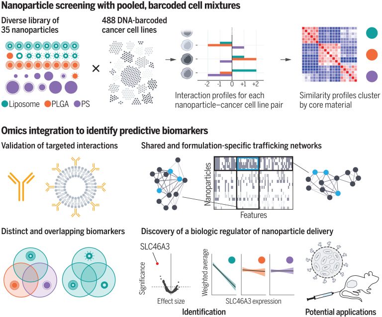 How different cancer cells respond to drug-delivering nanoparticles