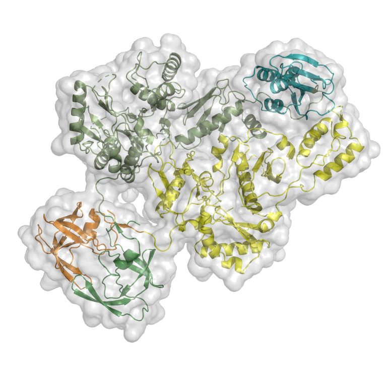 Imaging solves mystery of how large HIV protein functions to form infectious virus