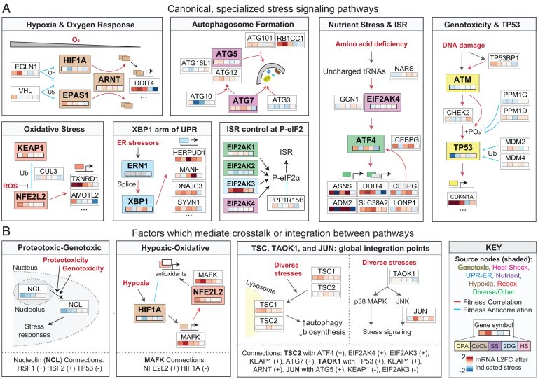 Investigators explore cellular response to stress