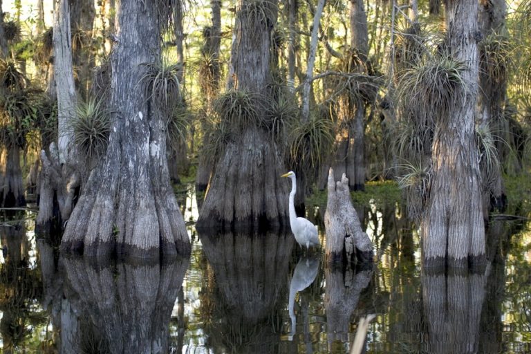 Project in Lake Worth Lagoon relies on nature for coastline protection