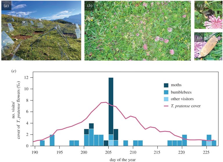 Moths are major pollinators for clover