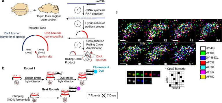 New approach to transcriptomics reveals properties of 35 neuron subtypes in mice