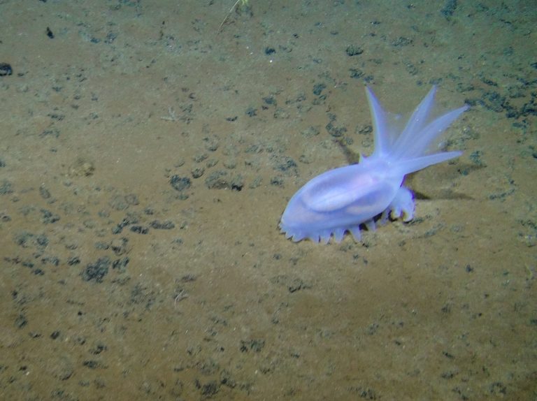 New research finds deep-sea mining noise pollution will stretch hundreds of miles