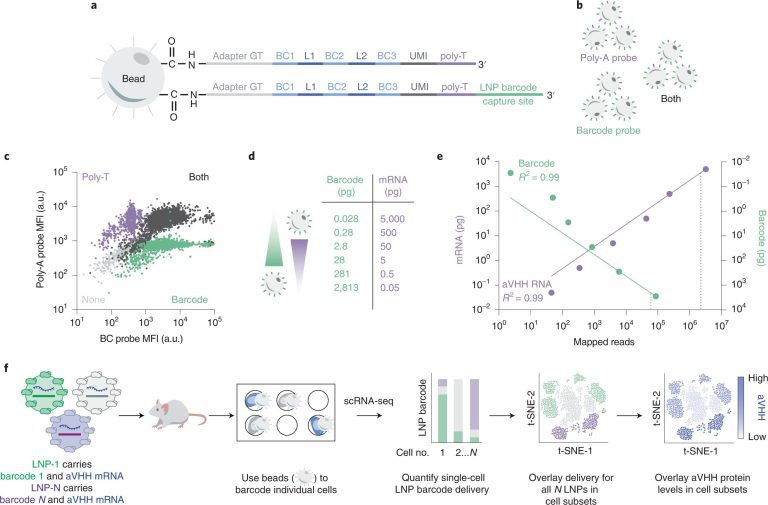 New screening technique could accelerate and improve mRNA therapies