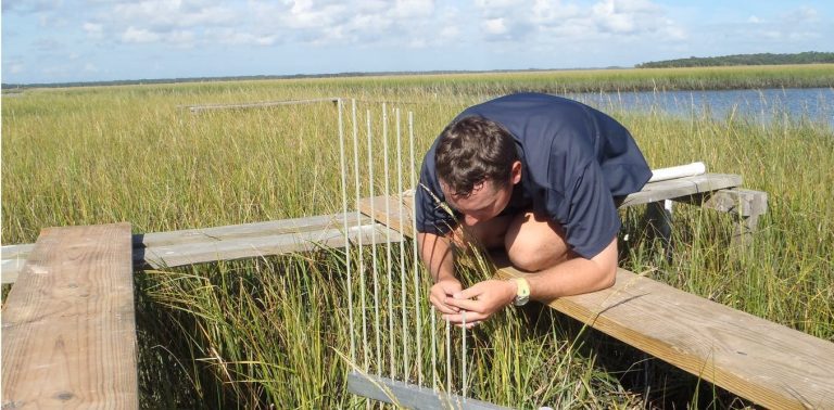 Why keeping warming under 1.5 C is a life-or-death matter for tidal marshes