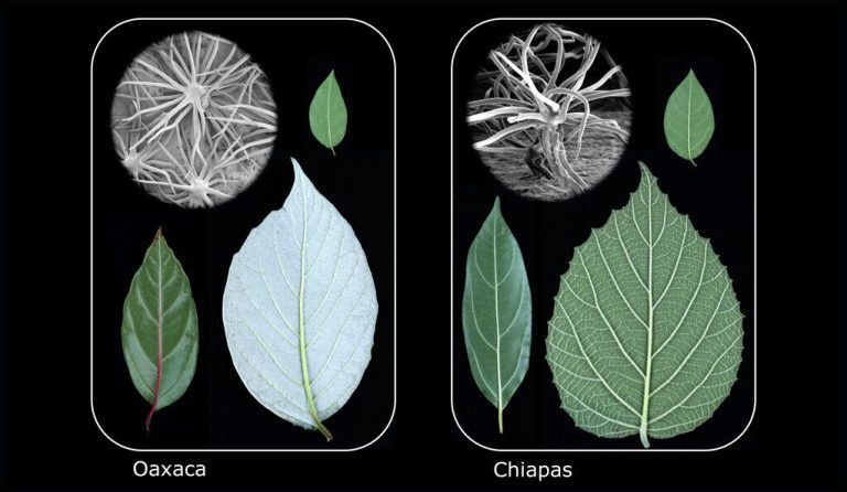 Plant study hints evolution may be predictable