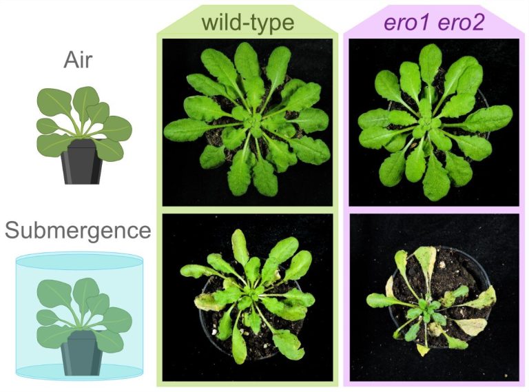 Protein folding in times of oxygen deficiency