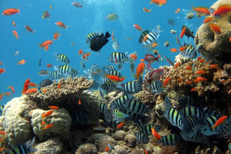 Whole-site management of Marine Protected Areas can lead to 95% increase in reef species