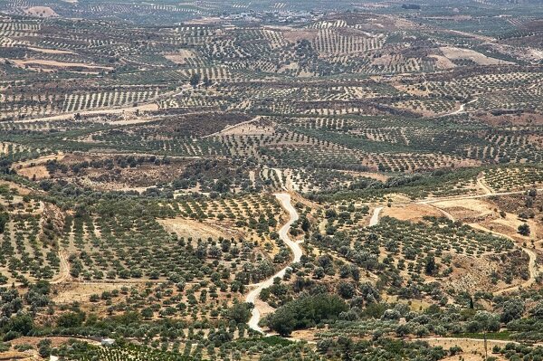 Regenerating the poor soils of the southern EU countries and the Mediterranean