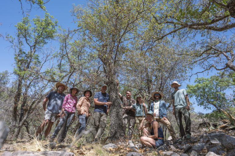 Researchers rediscover oak tree thought to be extinct