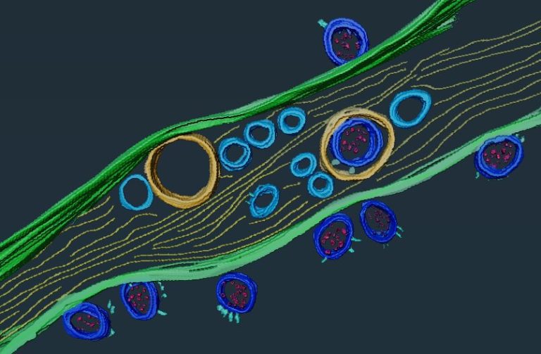 SARS-CoV-2 hijacks nanotubes between neurons to infect them